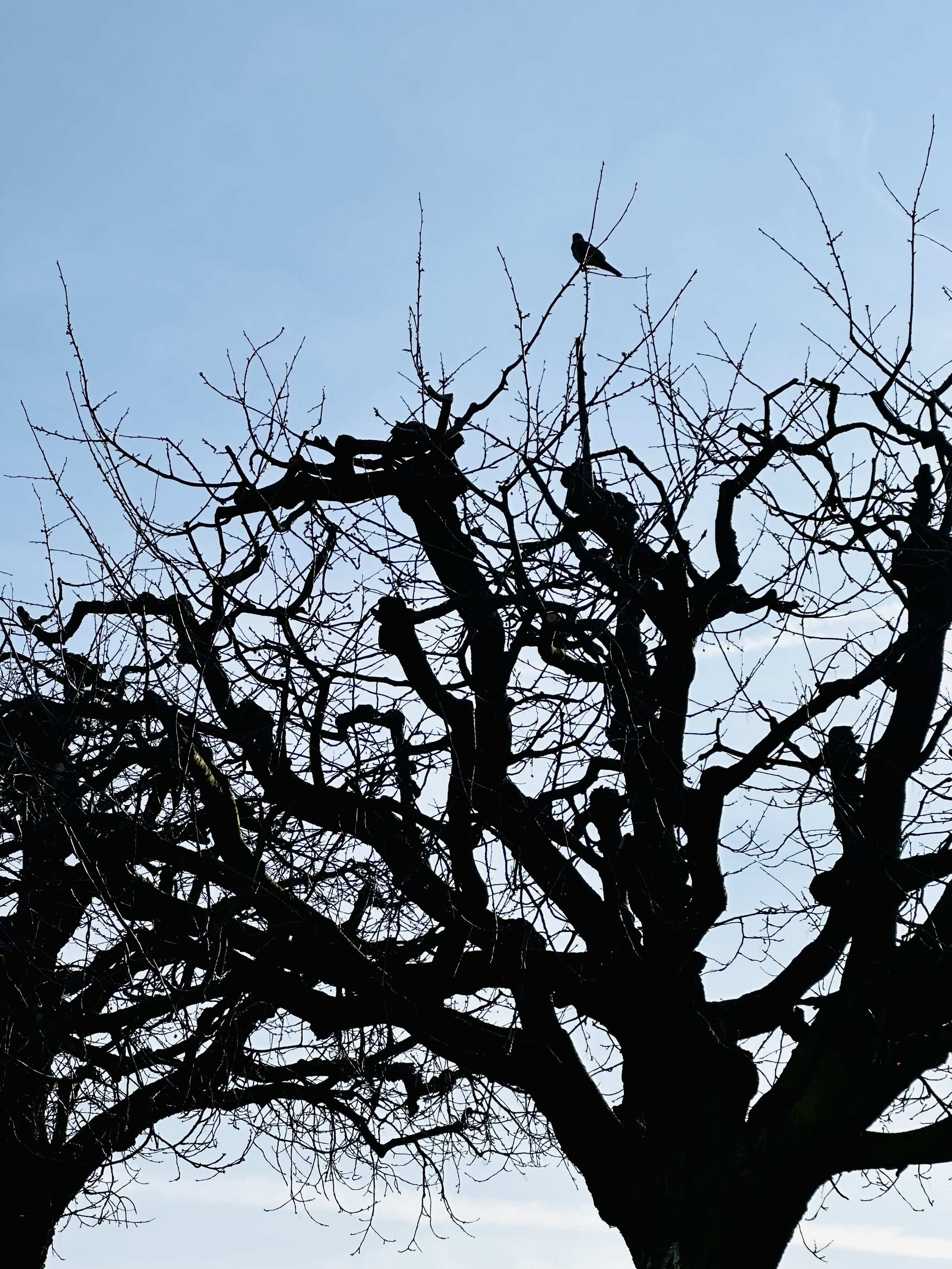 bird on a branch, early spring