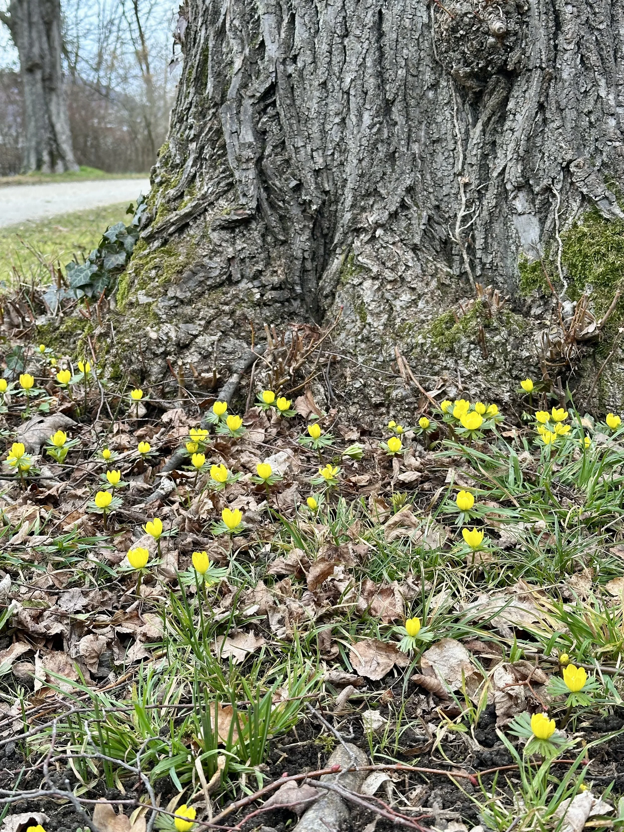 yellow flowers, spring