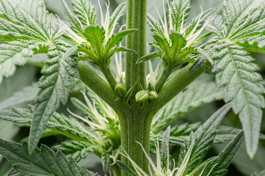 Hermaphrodite cannabis plant showing both pollen sacs and white pistils on the same plant.