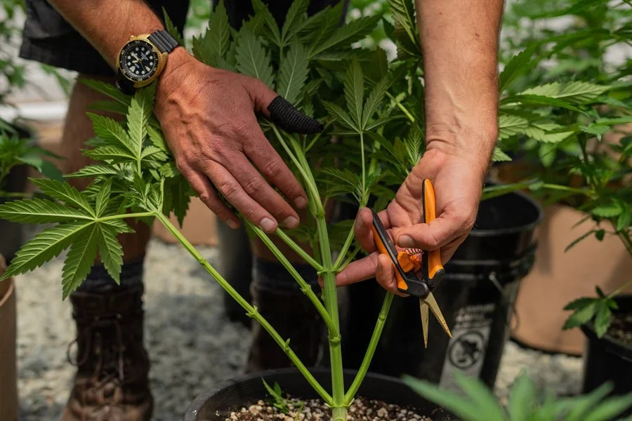 Hands of a cannabis grower inspecting cannabis leaves