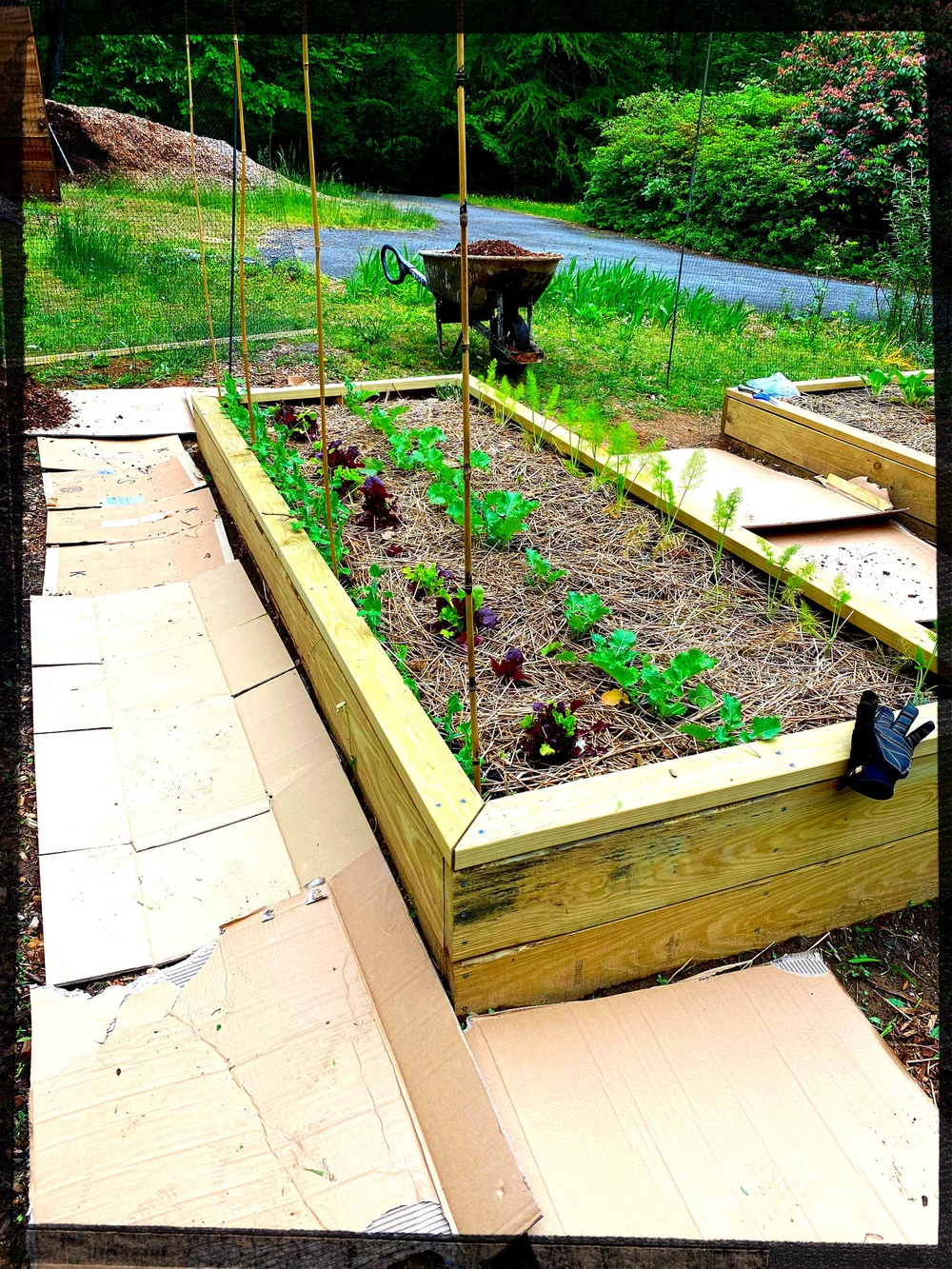 Can I Put Straw in My Raised Garden Bed? Expert Tips Revealed