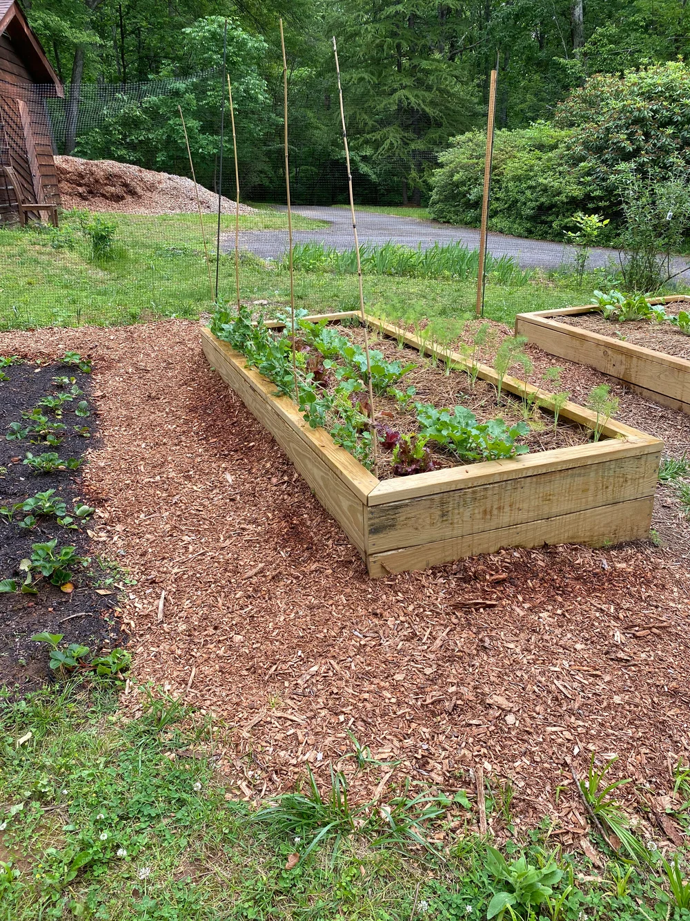 Is It Ok to Put Mulch in a Vegetable Garden? Expert Tips Revealed