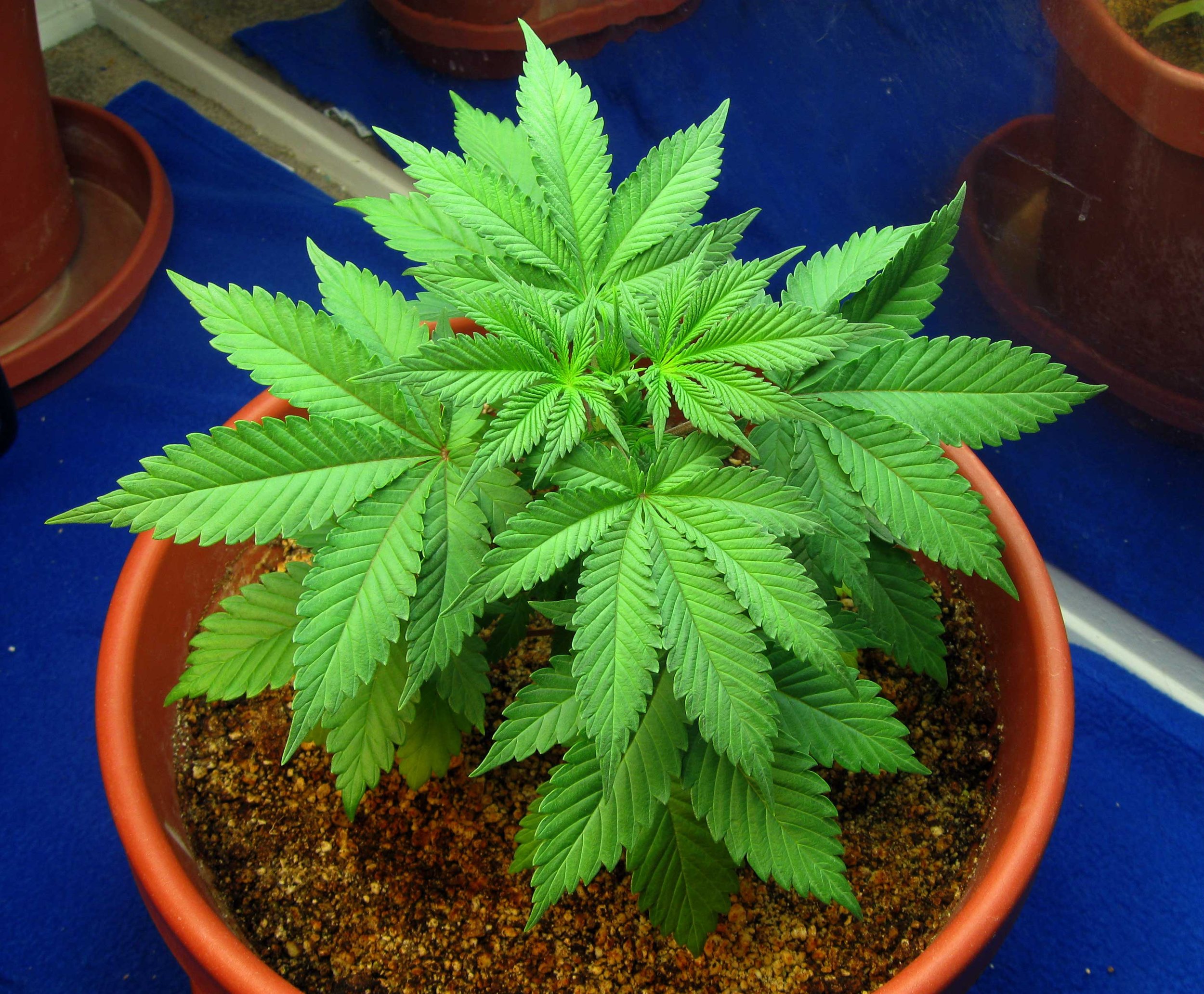 Young_cannabis_plant_in_the_vegetative_stage_01.jpeg
