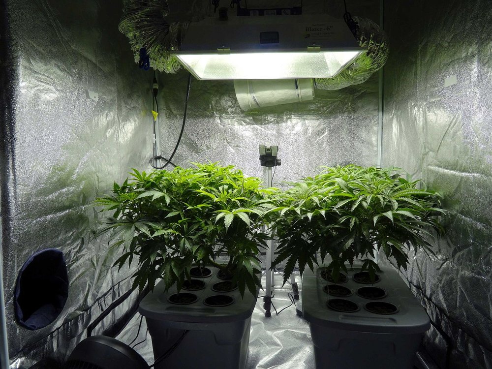 Two_hydroponic_cannabis_plants.jpeg