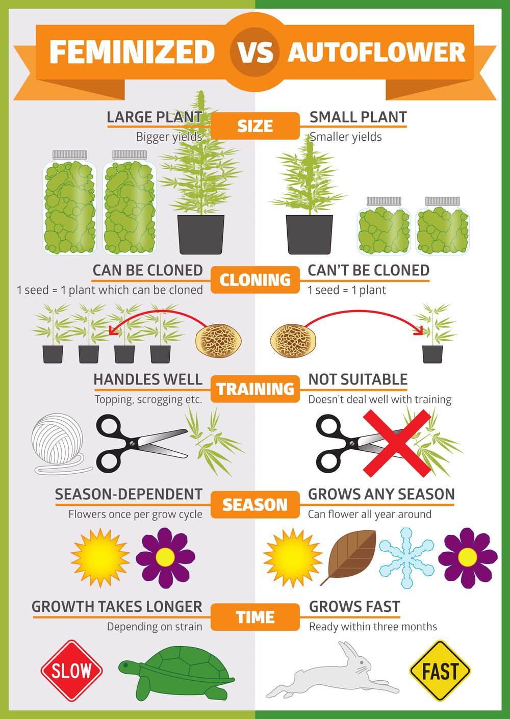 973-1-Autoflowering-vs-feminised-infographic-1.jpeg