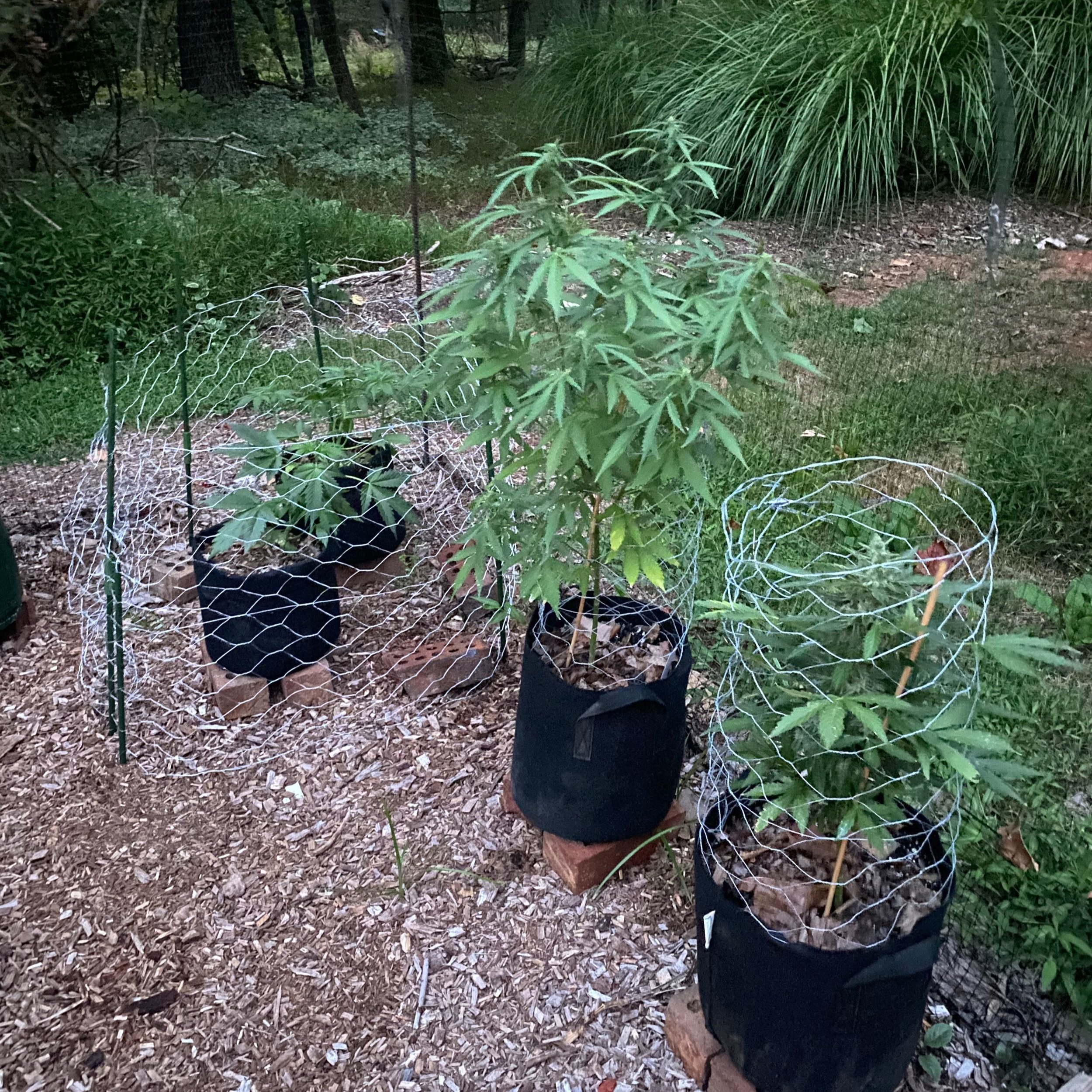 Growing Cannabis Outdoors: Getting Started