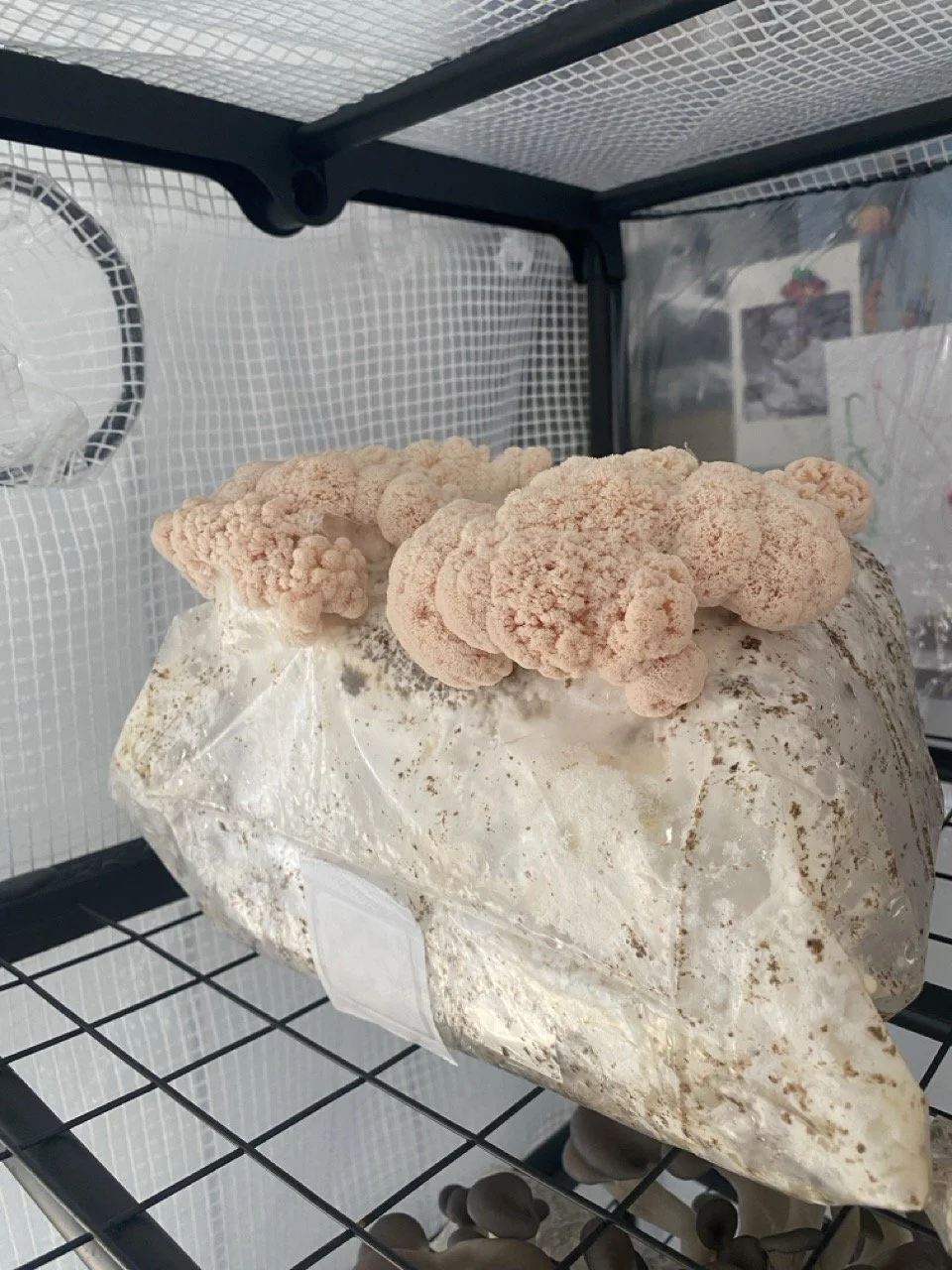 IMG_2252 2 Large.jpeg