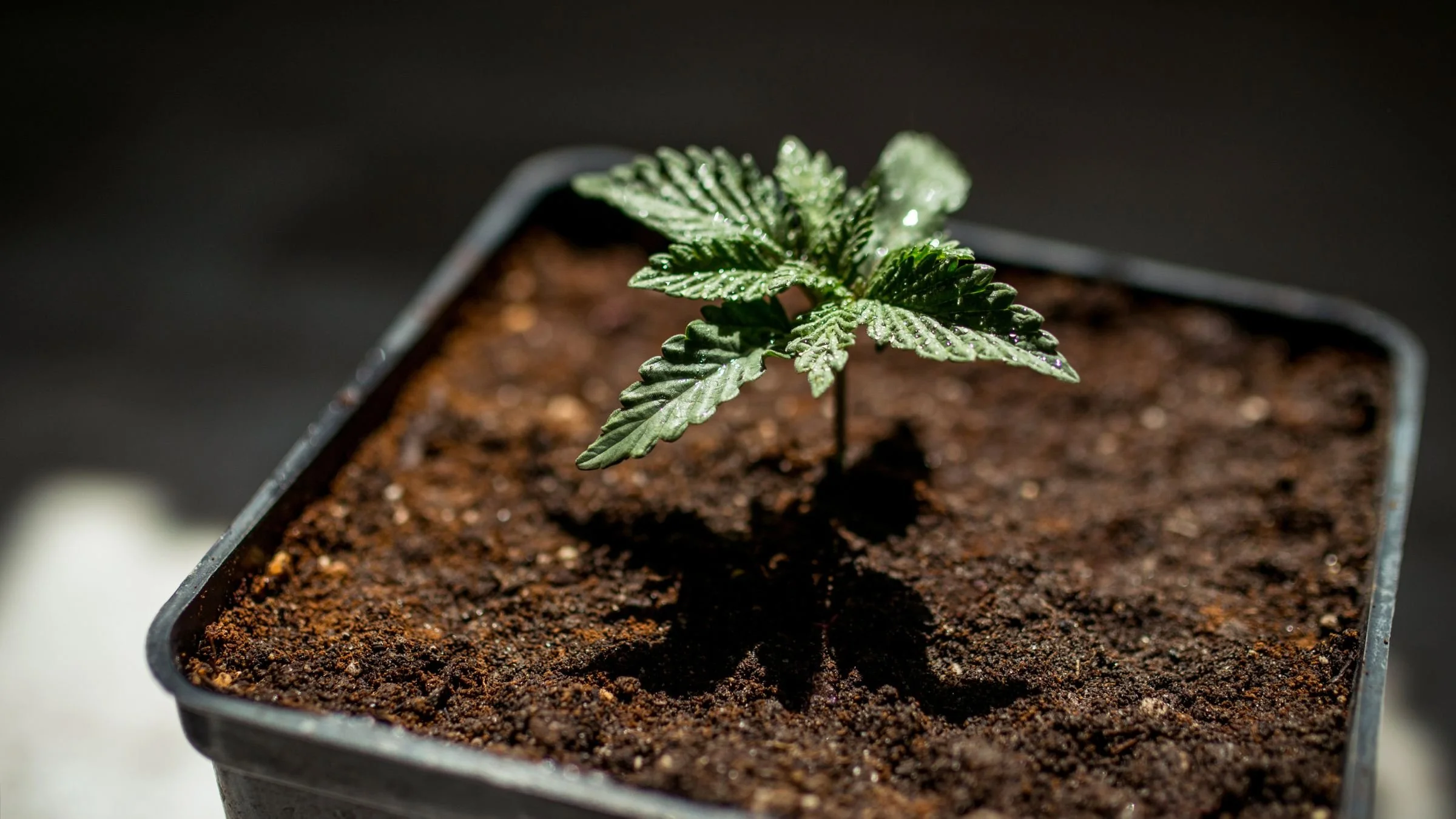 Cannabis Clones Care: Essentials on How to Make Your Marijuana Clones Thrive