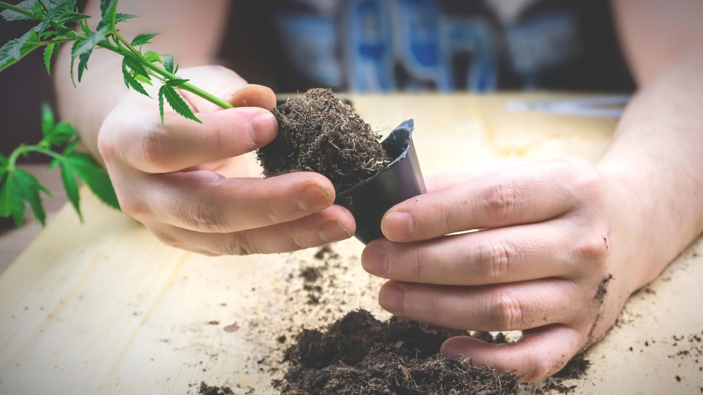 Benefits of Cannabis Clones for Growers and Enthusiasts