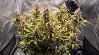 How to Boost Autoflower Yields: A Practical Grower's Guide to Rewarding Harvests