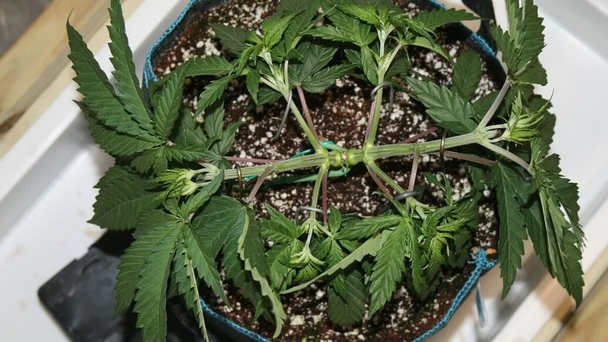 Low Stress Training Autoflowers: A Step-by-Step Guide to Better Yields&nbsp;