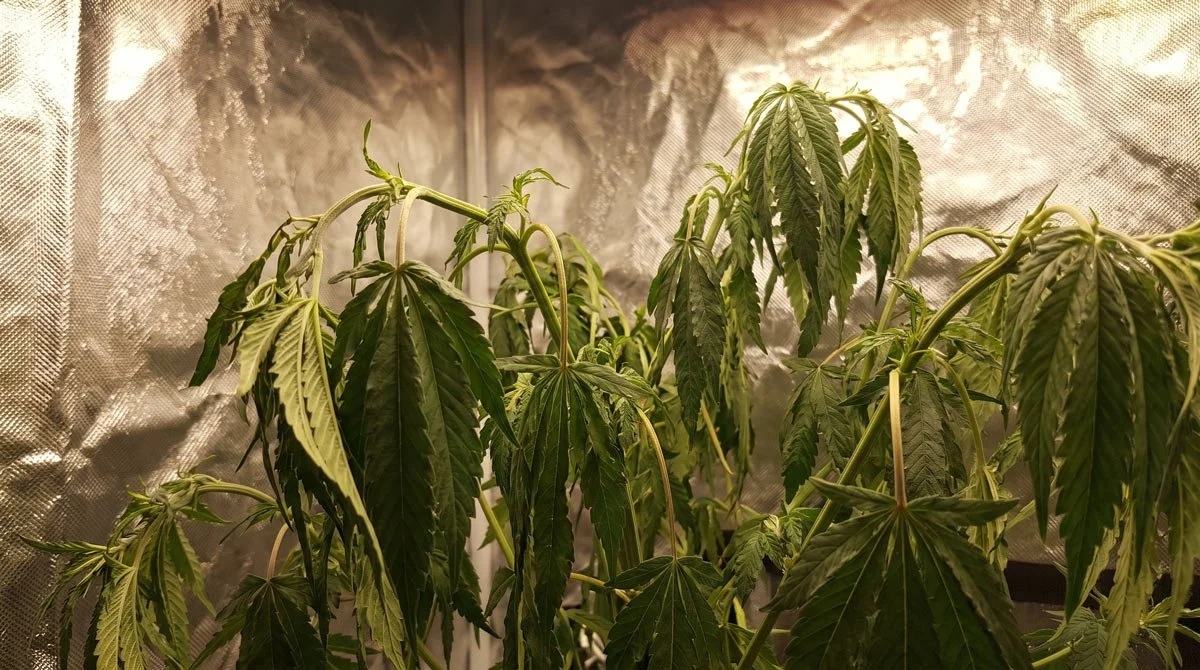 Weed Plant Drooping: Causes, Fixes, and Prevention Guide
