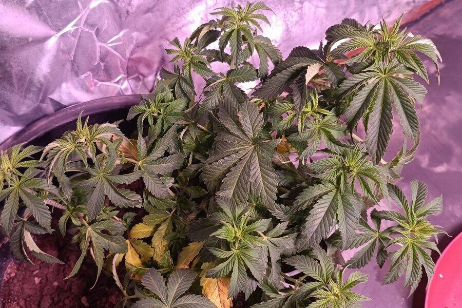 Potted cannabis plant with curling leaves showing signs of watering or root stress.