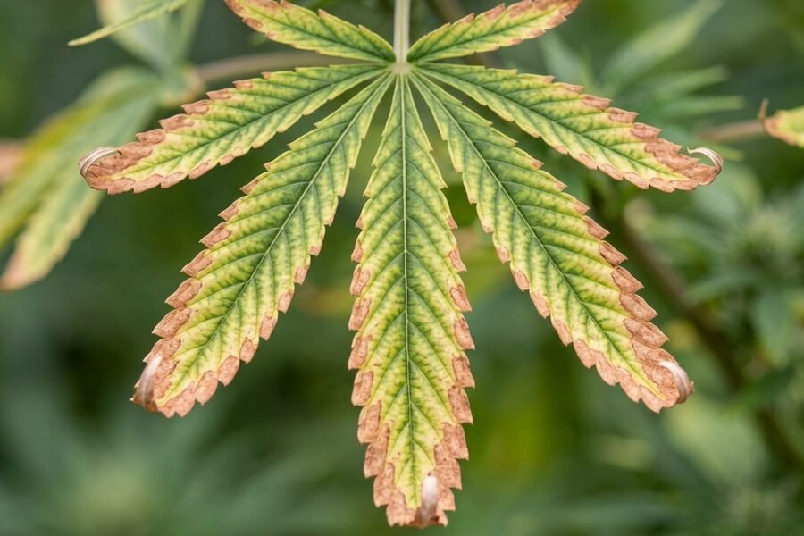A cannabis leaf curling and turning brown as a sign of nutrient-related stress.