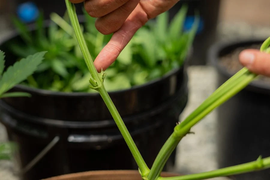 A cannabis grower pointing to cannabis flower