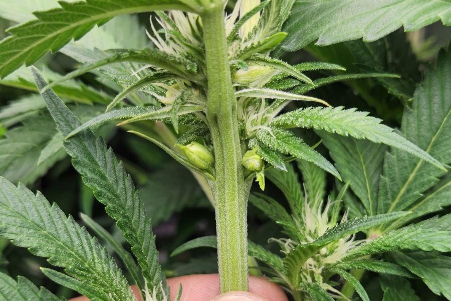 Hermaphrodite cannabis plant showing clusters of male pollen sacs along the flowering branches.