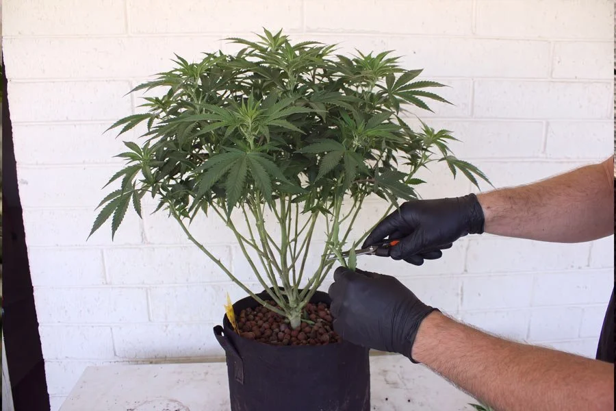 A cannabis grower pruning cannabis leaves
