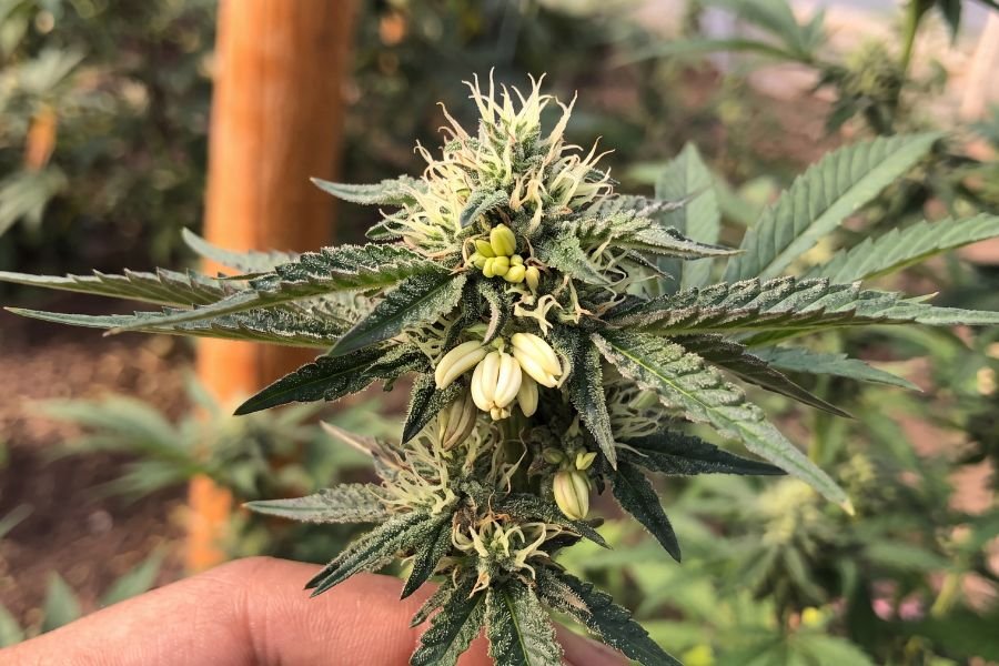 Close-up of a hermaphrodite cannabis plant showing white pistils, pollen sacs, and banana-shaped anthers.