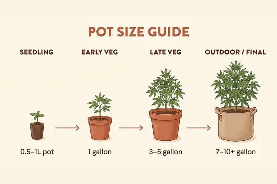Plant timeline from seedling to veg