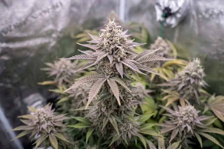budding wedding cheese cake plant