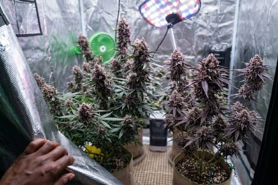 granddaddy purple autoflower in a small grow tent