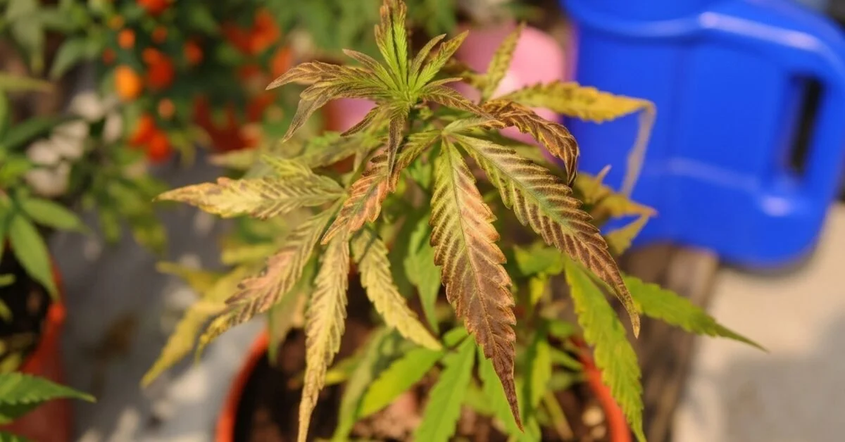 Cannabis Leaves Curling Up or Down? Here's Why It Happens &amp; How to Fix It
