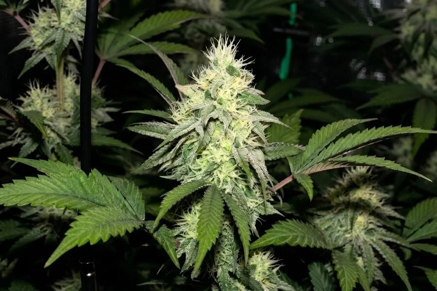 a healthy amnesia autoflower plant