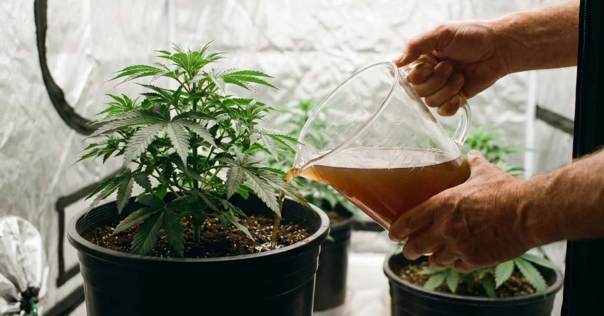Pouring homegrown nutrients to a cannabis plant