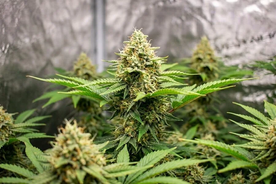 jack herer cannabis plant with healthy buds