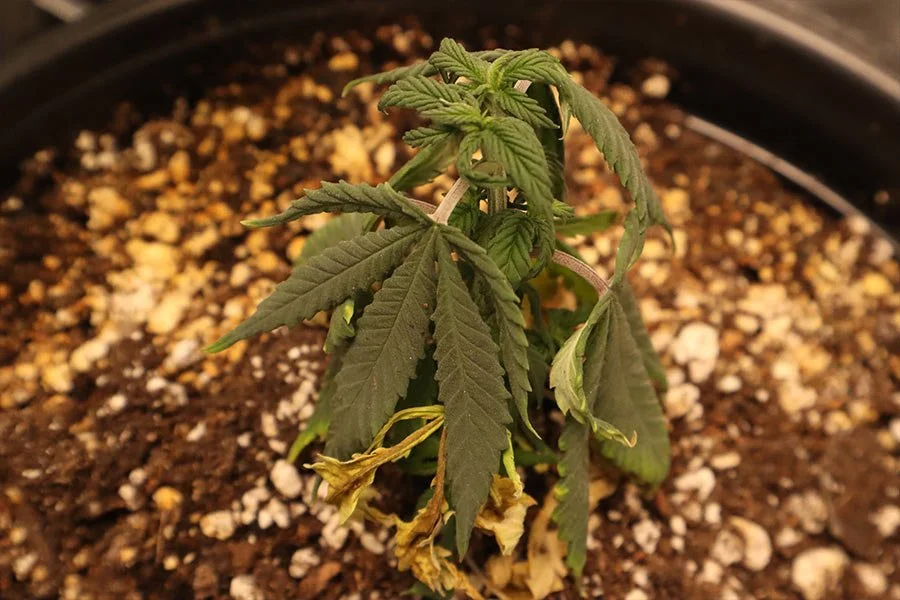 cannabis plant in early veg