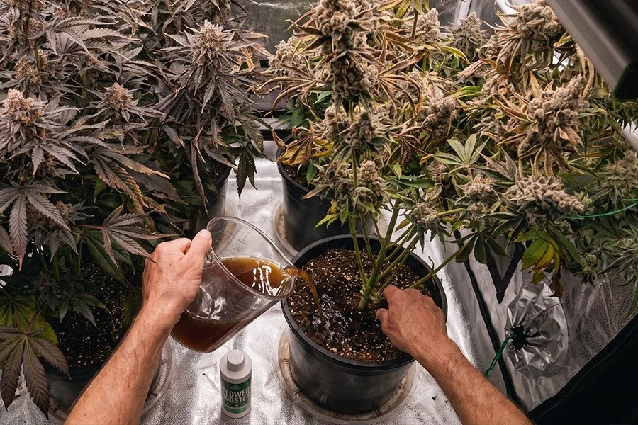 A cannabis grower pouring nutrients to a flowering cannabis plant