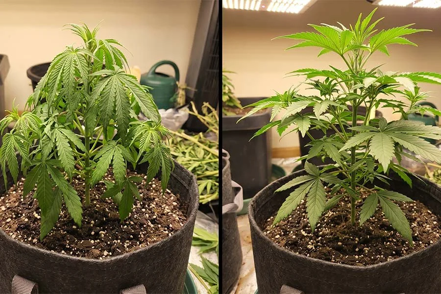 cannabis plants in containers