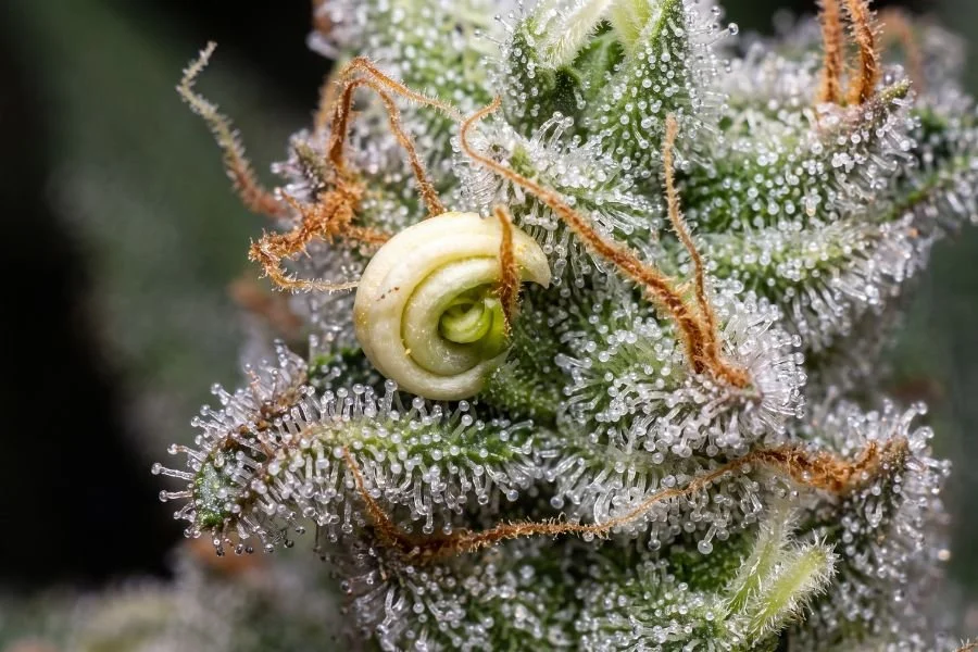 Close-up of a hermaphrodite cannabis flower showing exposed banana-shaped anthers among resin-covered flower tissue.