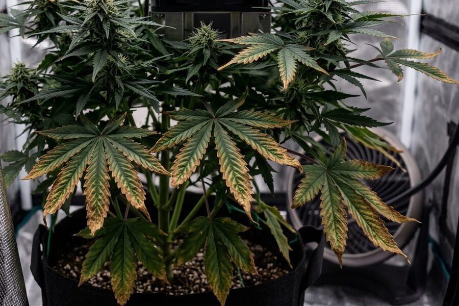 A potted cannabis plant with leaves curling upward and downward, showing signs of plant stress.