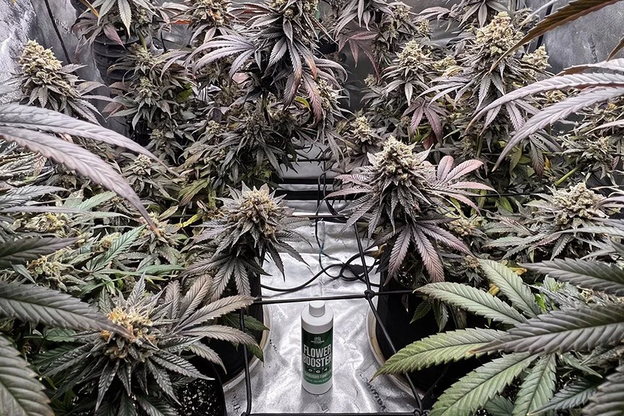 A homegrown flower booster can in a growing tent
