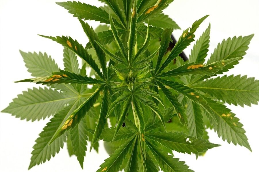 Cannabis leaves curling in different directions as a result of excessive light exposure.