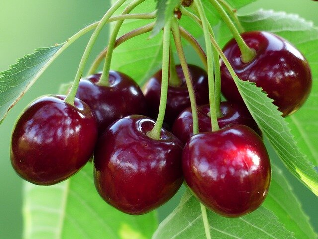 Dark sweet cherry