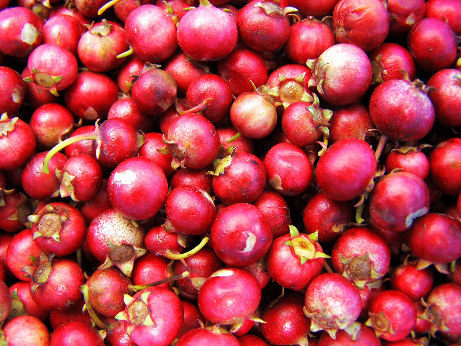 Cranberry