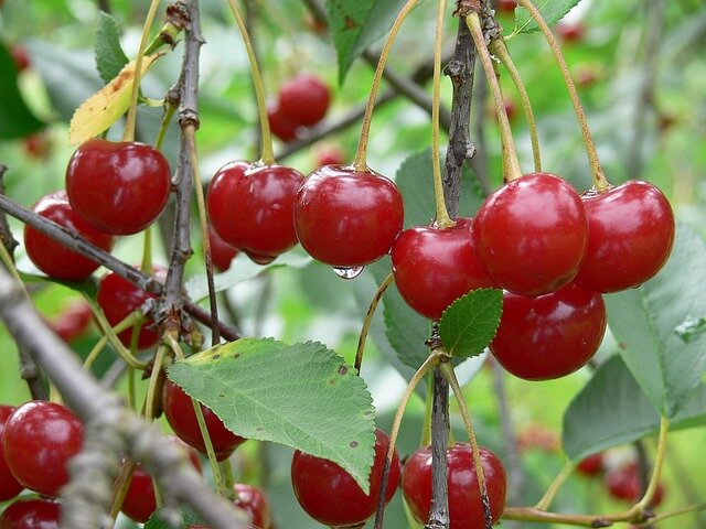 Sour Cherry