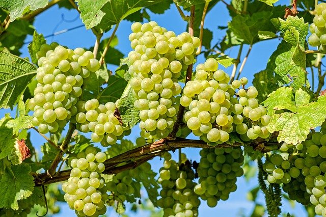 White grapes