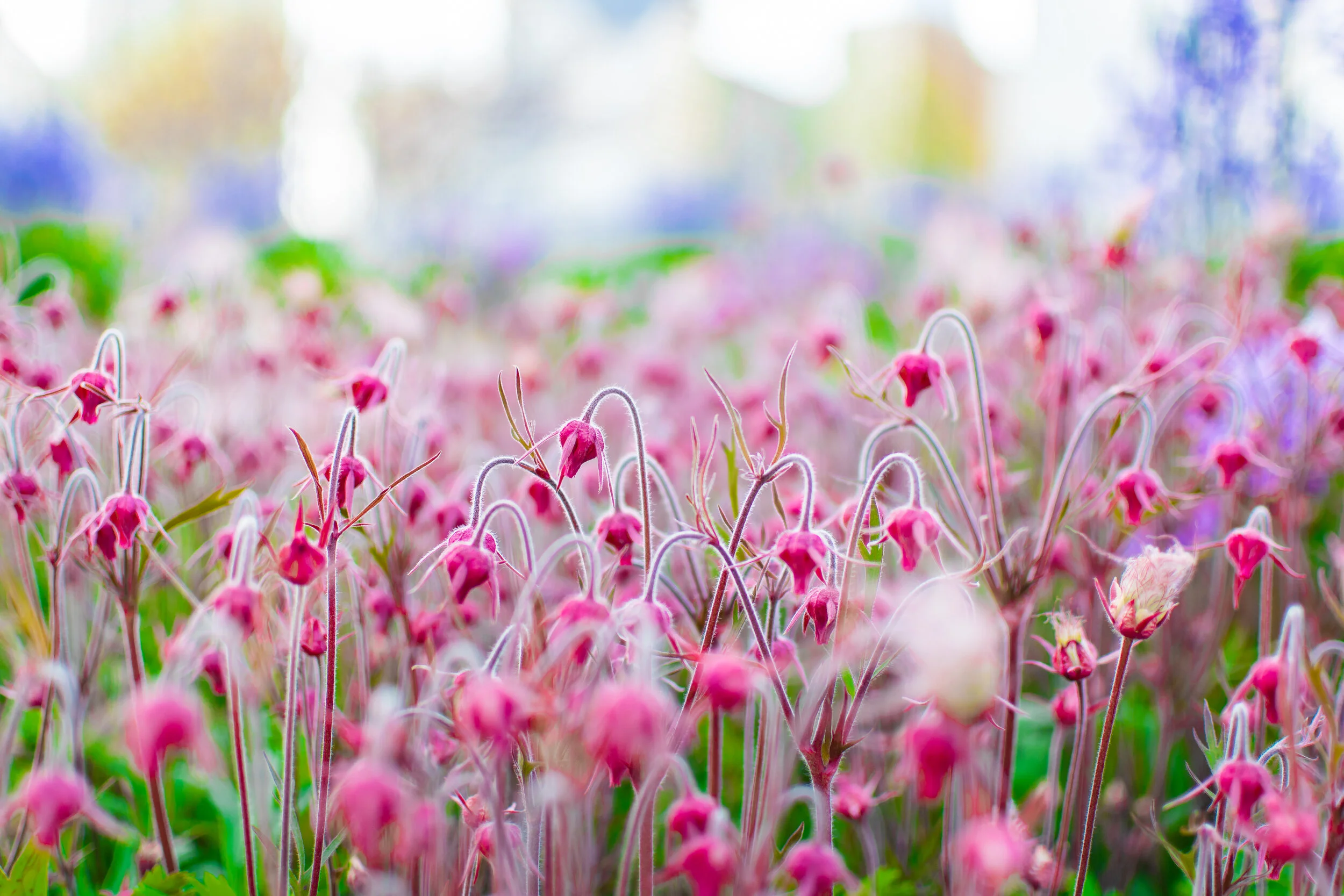 Days In Paradise.jpg