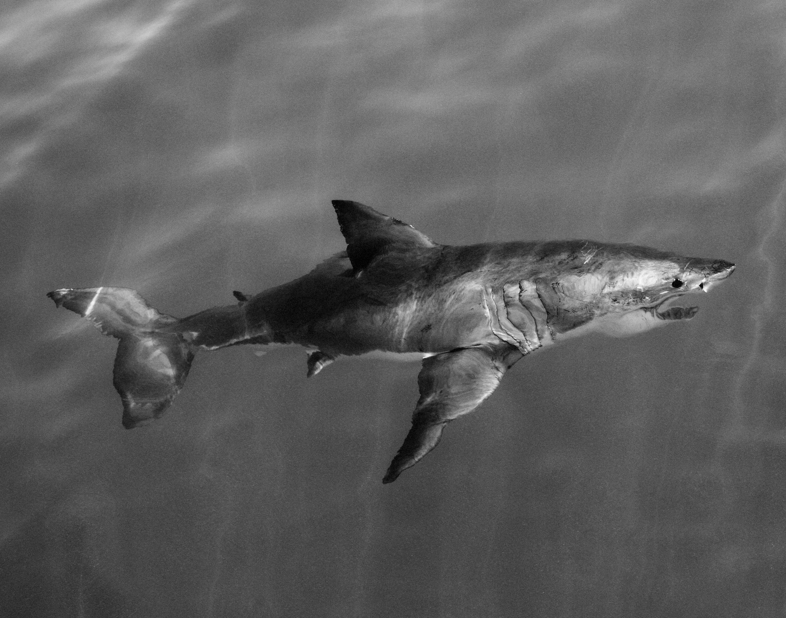 Untitled, David Lynch Foundation UK, Golborne Gallery, London 2018