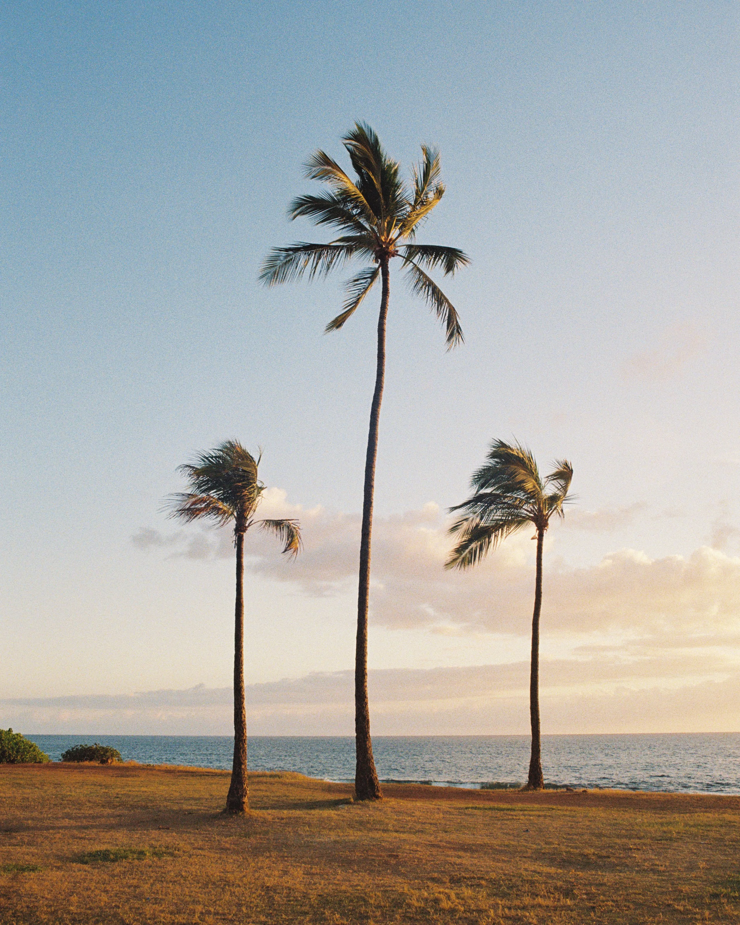 Minolta Hawaii Ultramax 400-14.JPG