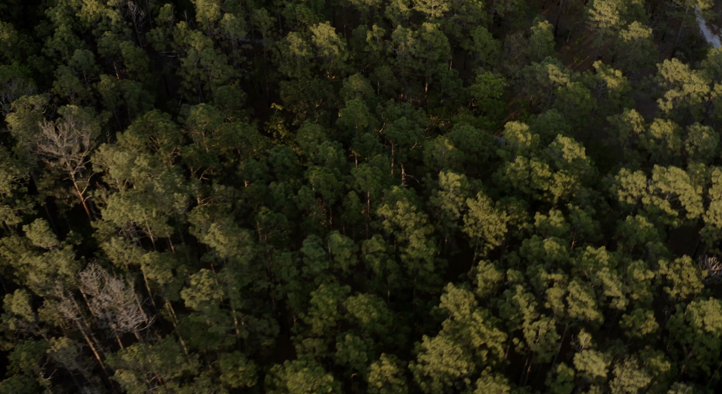 Screen Shot 2022-06-17 at 1.13.51 PM.png