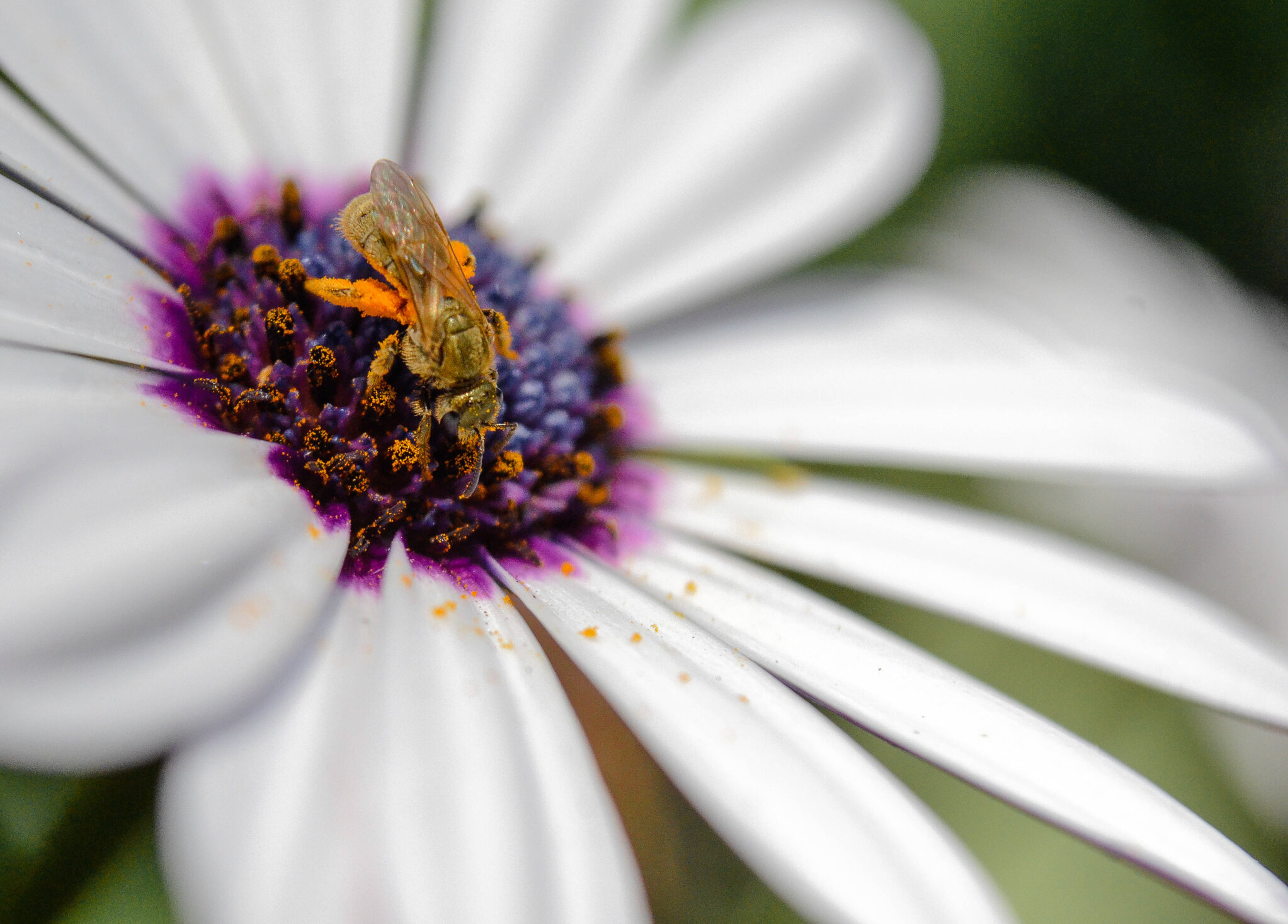 James Bandit Photography, Pollen Bee, Photography