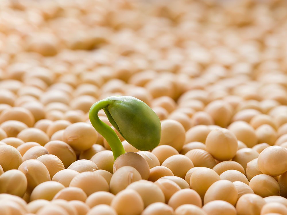hulme seed-soybeans.jpg