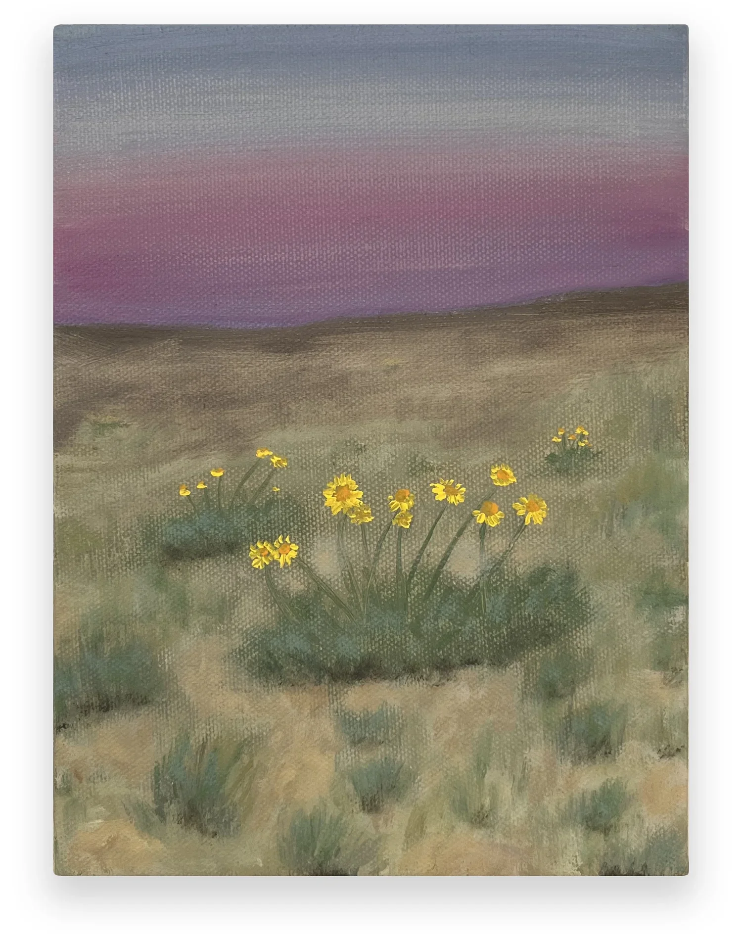 TRAVIS MCEWEN
Hymenoxys, 2023 
Oil on canvas 
9 x 6 inches (22.9 x 15.2 cm)