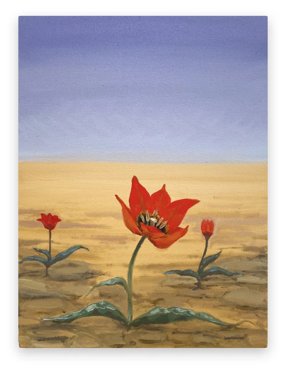 TRAVIS MCEWEN
Tulipa systola, 2024 
Oil on canvas 
12 x 16 inches (30.5 x 40.6 cm)