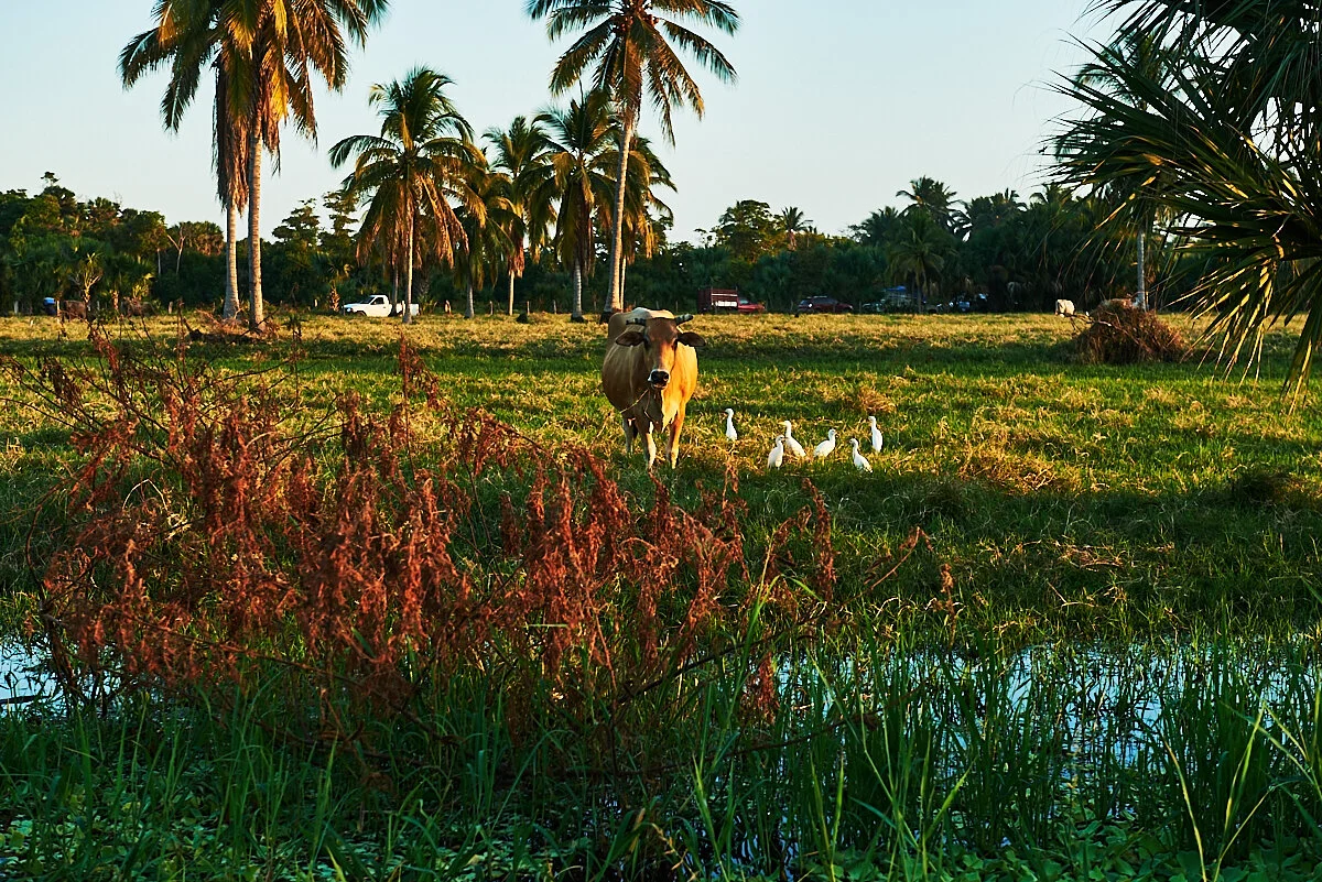 Letter of Gratitude 2020