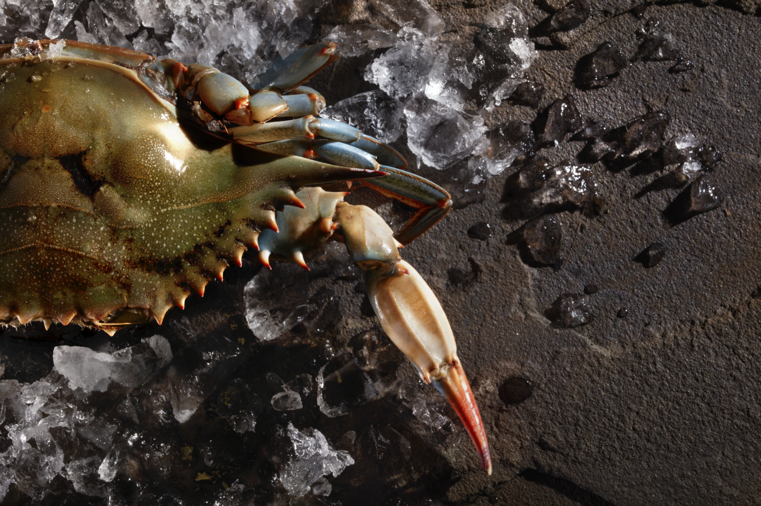 Screen Shot 2021-04-12 at 4.19.57 PM.png